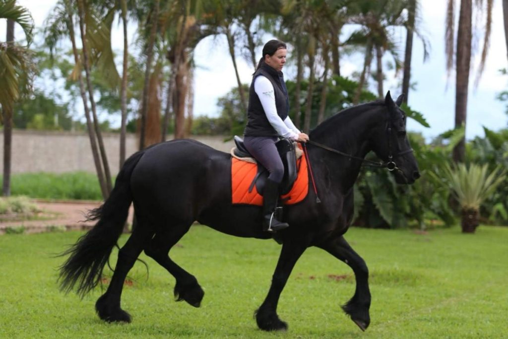 Cavalos e cães